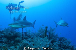 Shark's with Diver, Gardens of the Queen Cuba by Alejandro Topete 
